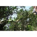 Wuyishan Lao Cong Shui Xian vulunas tēja 50g GT Wuyishan Lao Cong Shui Xian vulunas tēja 50g GT