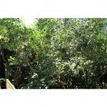 Wuyishan Lao Cong Shui Xian vulunas tēja 50g GT Wuyishan Lao Cong Shui Xian vulunas tēja 50g GT