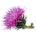 Milk thistle meal Realcaps 100g Milk thistle meal Realcaps 100g