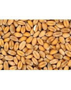 Grains and porridge