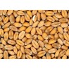 Grains and porridge