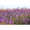 Lavender Collection