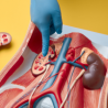 Kidneys and urinary system
