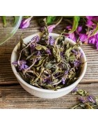 Ivan Tea
