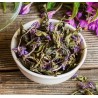 Ivan Tea