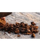 Chaga